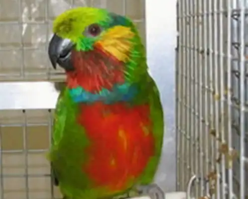 Edward's fig parrot identity information
