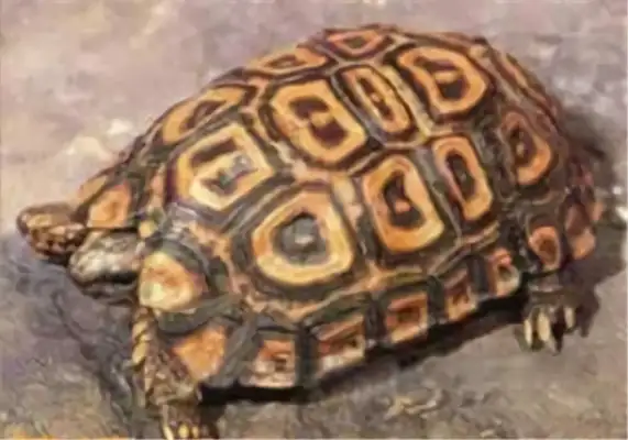 Natal's back on the turtle identity
