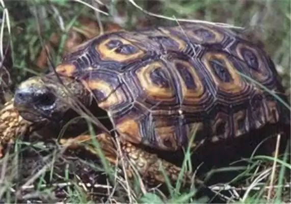Natal's back on the turtle identity