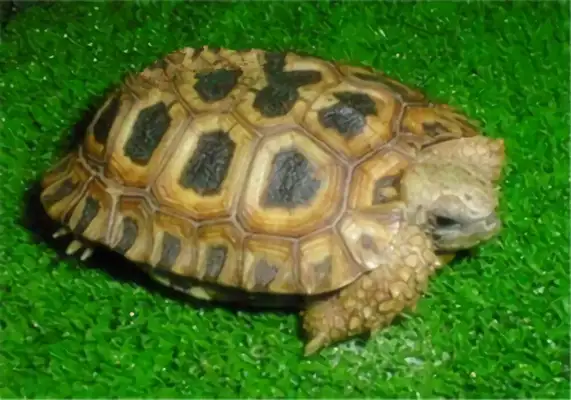 Natal's back on the turtle identity