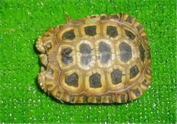 Natal's back on the turtle identity