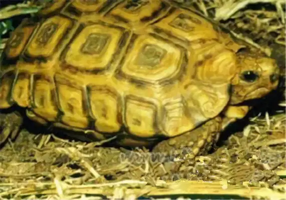 Natal's back on the turtle identity