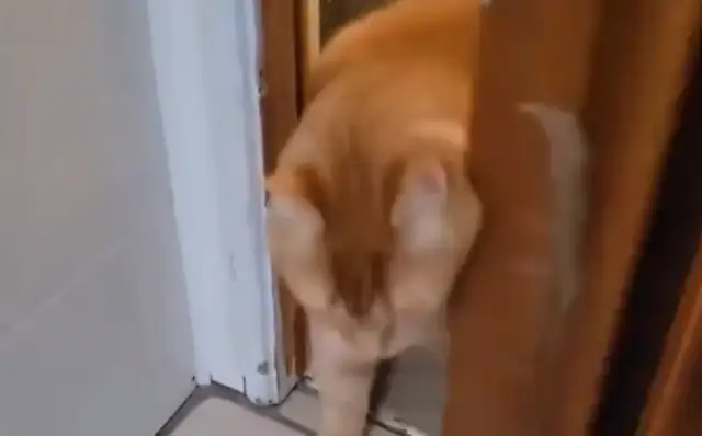 Cat scouted into the room and suddenly came in