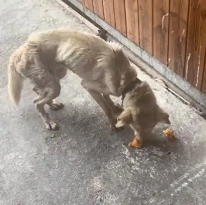 A hungry dog, with a twitching disease