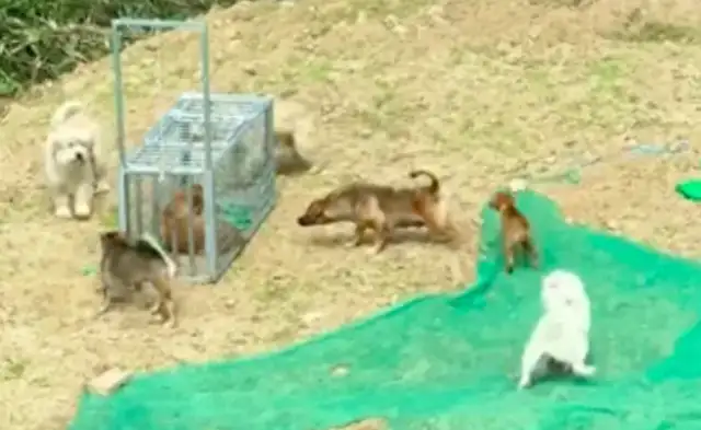 The dog squad set up a cage to catch the stray dog, and the other dogs tried to save it