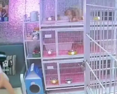 The female cat curt is killing four cats or facing criminal punishment