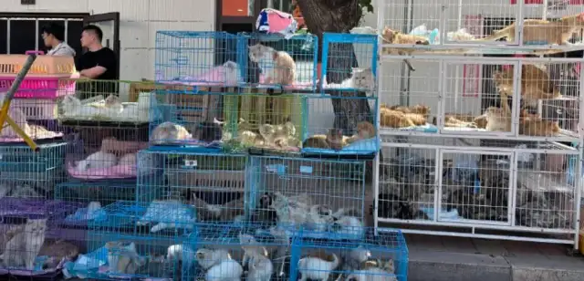 The Liao Ning pets market, which is known to be "weekly pets":