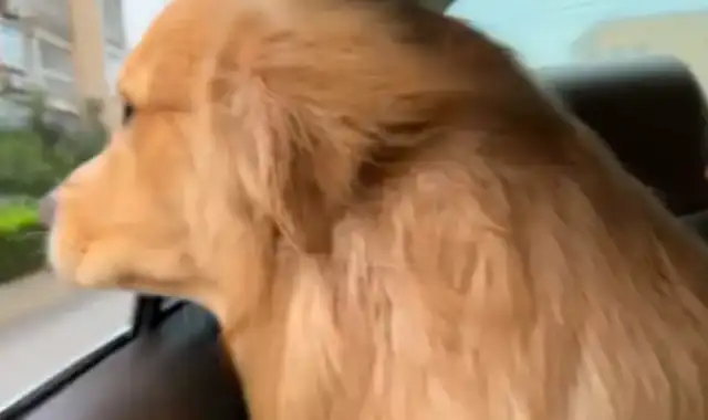 Blonde in the backseat was teethed by another dog. BL: If you want to sit by the window, just say it