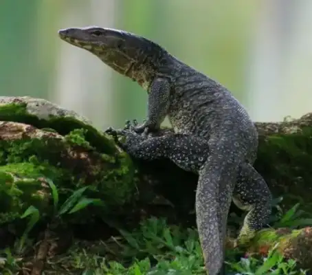 The villagers saved nearly a metre of lizards and fed them pork