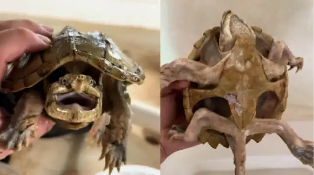 "Live." The crocodile turtles were forgotten at the bottom of the box for a year