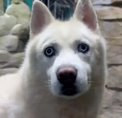 To visit the Arctic wolves at the Sea Hall. They were taken for a walk after work