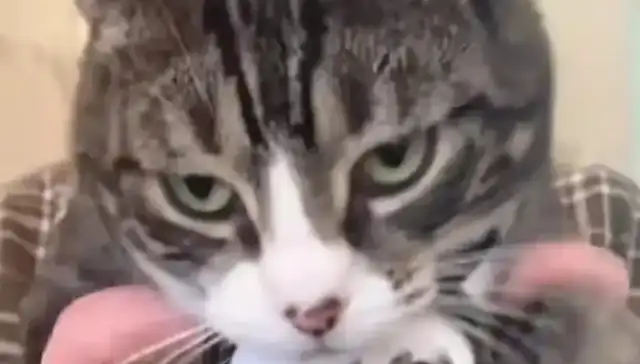 Cats with cameras on their way out, Net: All social cats