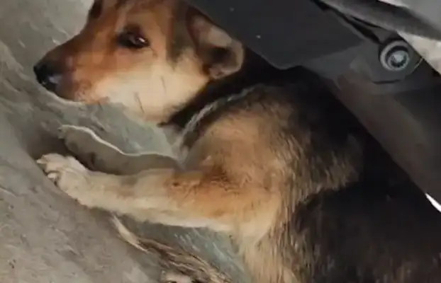 The dog's legs were broken and he met the good-will broker