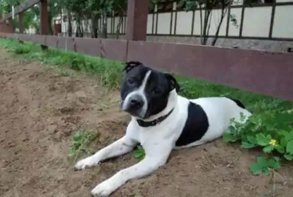English dog tragedy: boys were attacked by dogs, law and civilization called for change