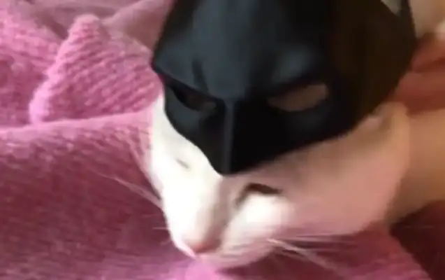 A woman wears a Batman mask on a cat. A cat cuts in a second. Face