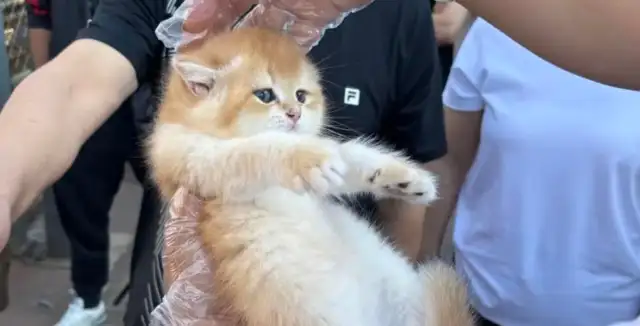 The Liao Ning pets market, which is known to be 