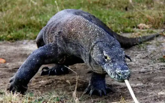The big lizards broke into the neighborhood and the cobra came out of the street