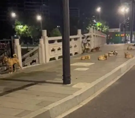 There's a bunch of stray dogs on the side of the road, some sleeping, some watching