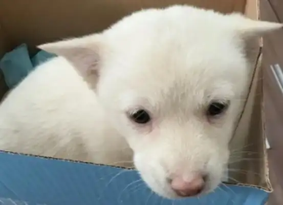 2500 dollars to buy a Sunday dog. Consumers sue the pet shop