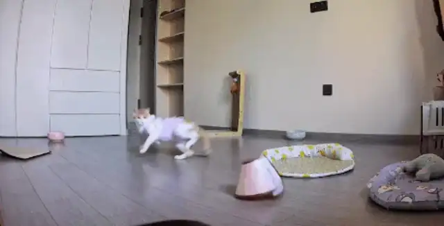 After cat sterilization, a back flip took Elizabeth's collar and sterilisation clothes off