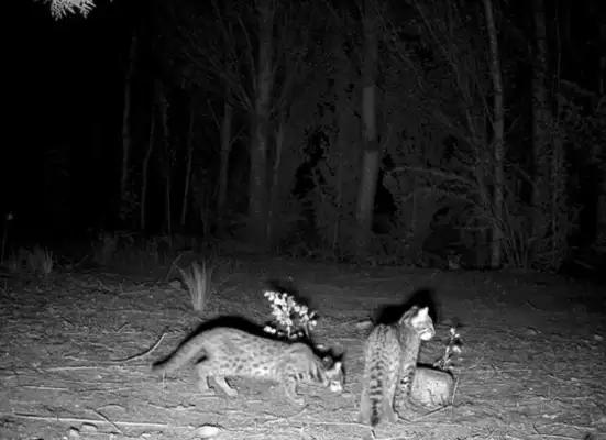 The leopard cubs, the Three Brothers, appear in the White Beach Reserve