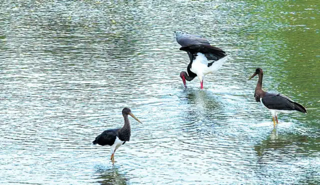 Inner Mongolia, the Kibak Shiba river basin is inhabited by black storks