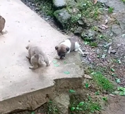 The dog saw that the stray mother was weak and took food to feed her. His children