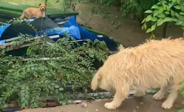Dogs in the yard are hungry for days, and netizens throw them every day