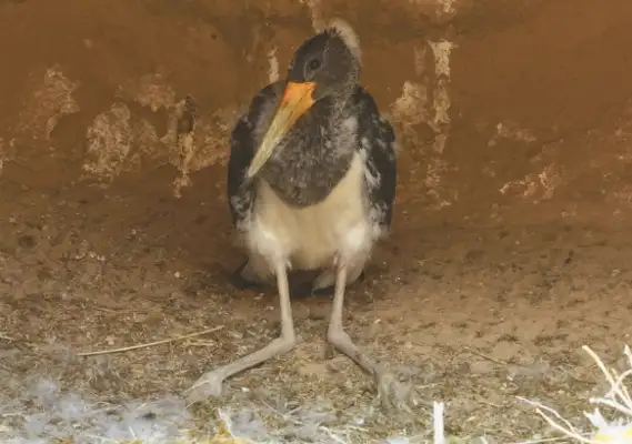 Inner Mongolia, the Kibak Shiba river basin is inhabited by black storks