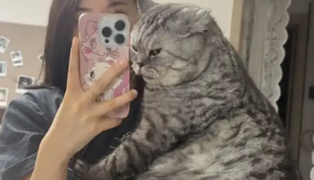 Cats are strong and their masters love them. Love is usually a debt, but the cat doesn't need it