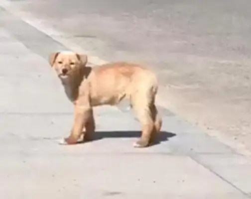 The little stray dog who's afraid of people wanders around in the neighborhood, and the lady touches it with love
