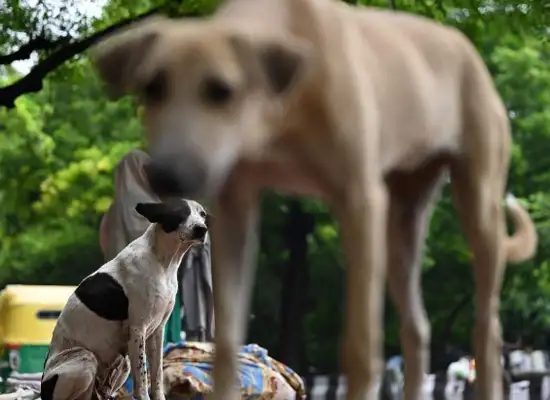 Tens of millions of stray dogs have ravaged the country, and Indian courts have ordered that it must be dealt with