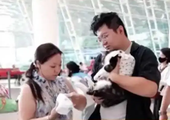 The outbreak of the pet economy: new trends and intelligent experiences