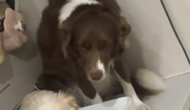 The girls returned home and the two dogs stood on the table with their guilty face. Netizen: Just call