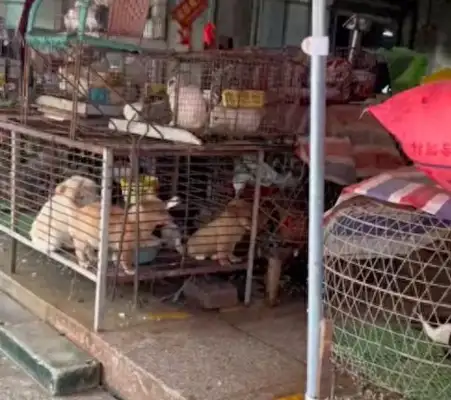 A lot of dogs are in cages, and a dog sits in the corner waiting for fate