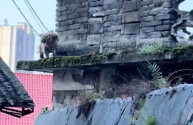 The old man doesn't know if he's still here, but the dog is still guarding his home