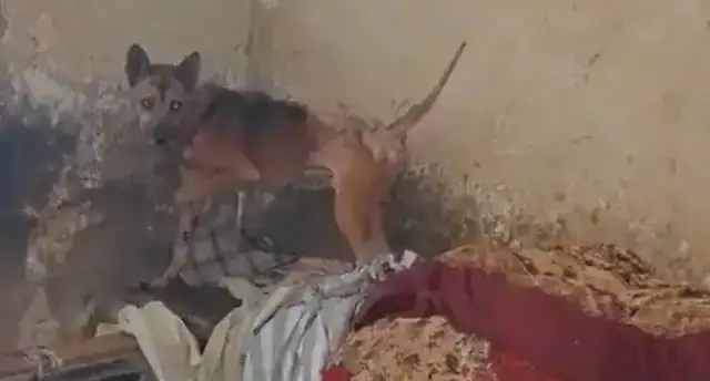 Chongqing has been living alone for many days, and the dog is skinned at home
