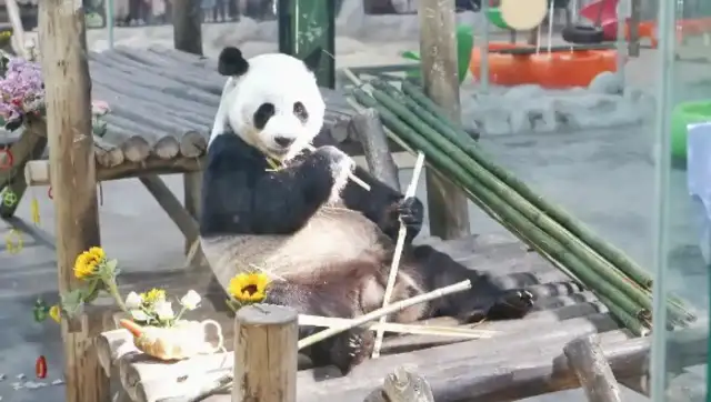 The Grand Panda, Iwamai, is hired as a public-interest ambassador