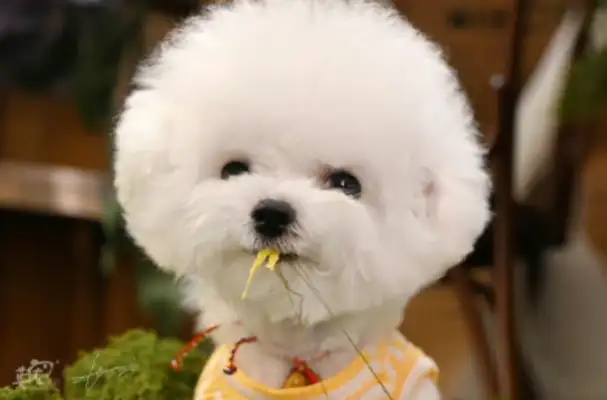 Don't let pet consumption turn "happiness" into "worried."