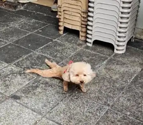 Teddy's trying to get something to eat