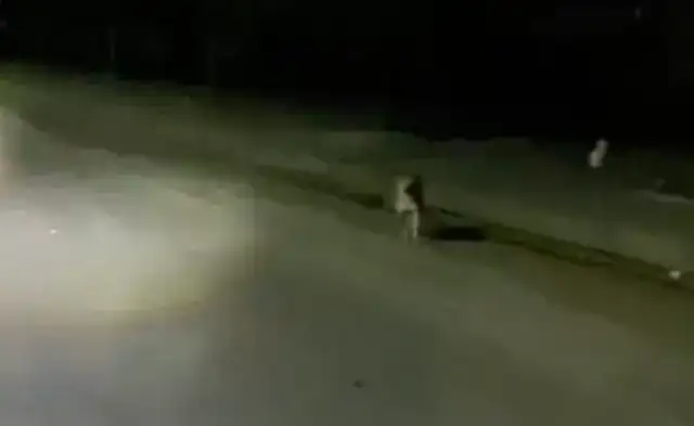 After feeding the shopkeeper's dog several times, every time he gets in his car