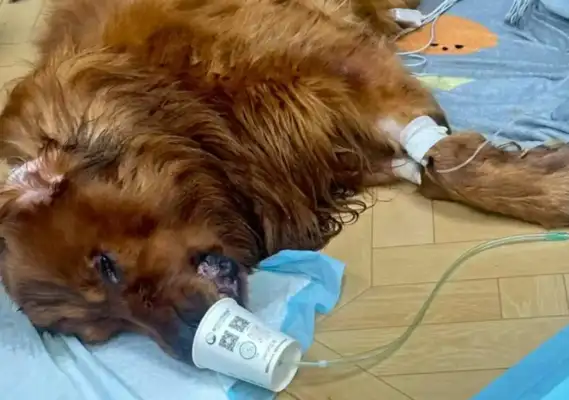 A woman claims that her pet dog died in a dryer