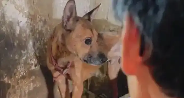 Chongqing has been living alone for many days, and the dog is skinned at home