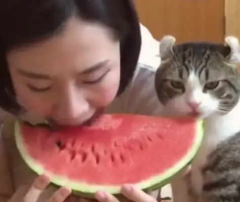 The hostess ate watermelon and the cat ate it, and it couldn't stop