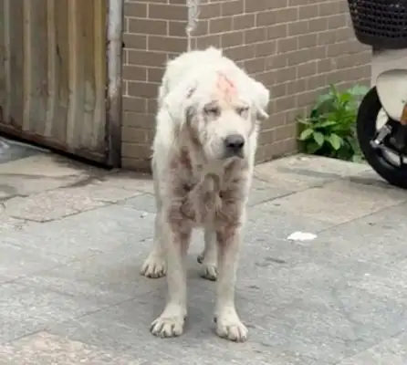 When a stray dog with skin problems is fed, he goes home with a nice man