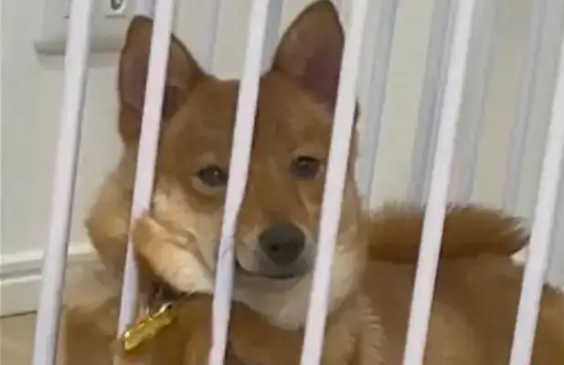 The dog held his head in a cage with his claws and looked like a man