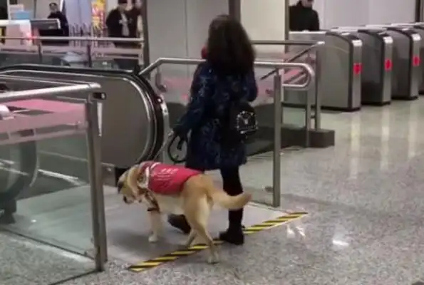 It's warmed up by this smart guide dog, taking his master to the escalator, almost went the wrong way