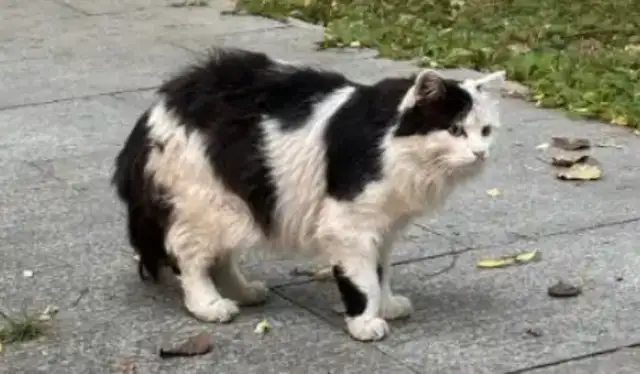 The student drags a stray cat to the attention of the senior high school in Sinkawa: serious criticism of students involved