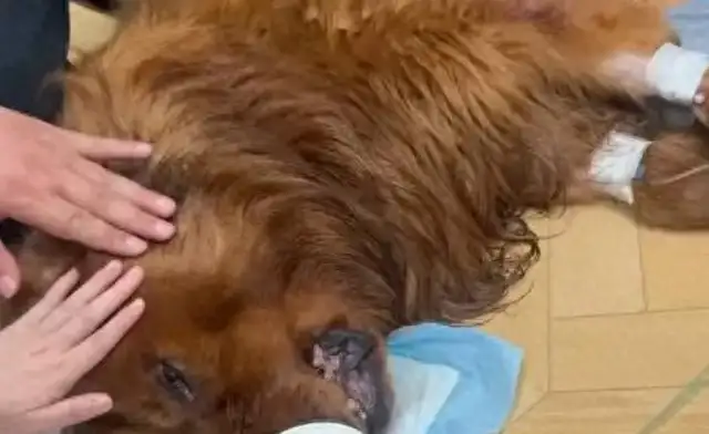 A woman claims that her pet dog died in a dryer