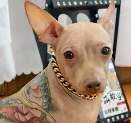 Ya Peng's "Little Blue Dragon and Right White Tiger" tattooed with gold chains